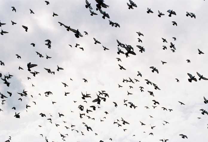birds-2247864_960_720